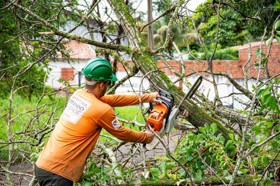 Limb removal underway on an in-town street tree